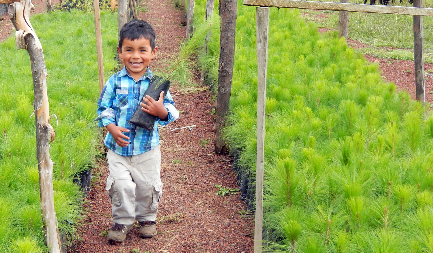 Community Conservation of Monarch Forest in Mexico by Monarch Butterfly Fund
